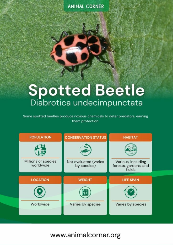 spotted-beetle-3