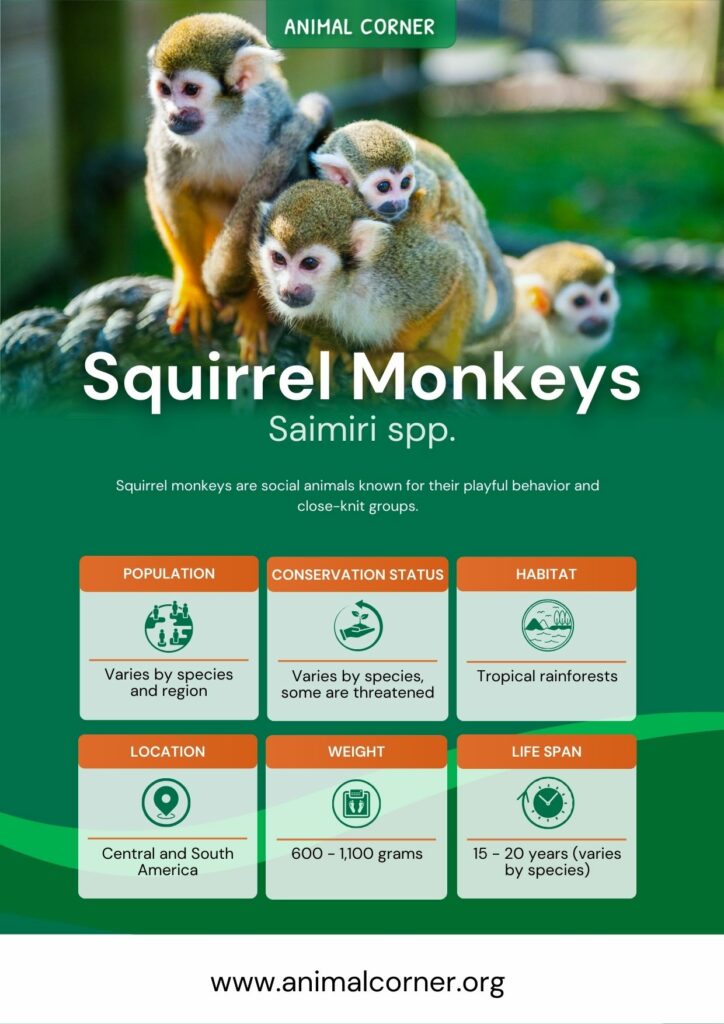 squirrel-monkeys-3