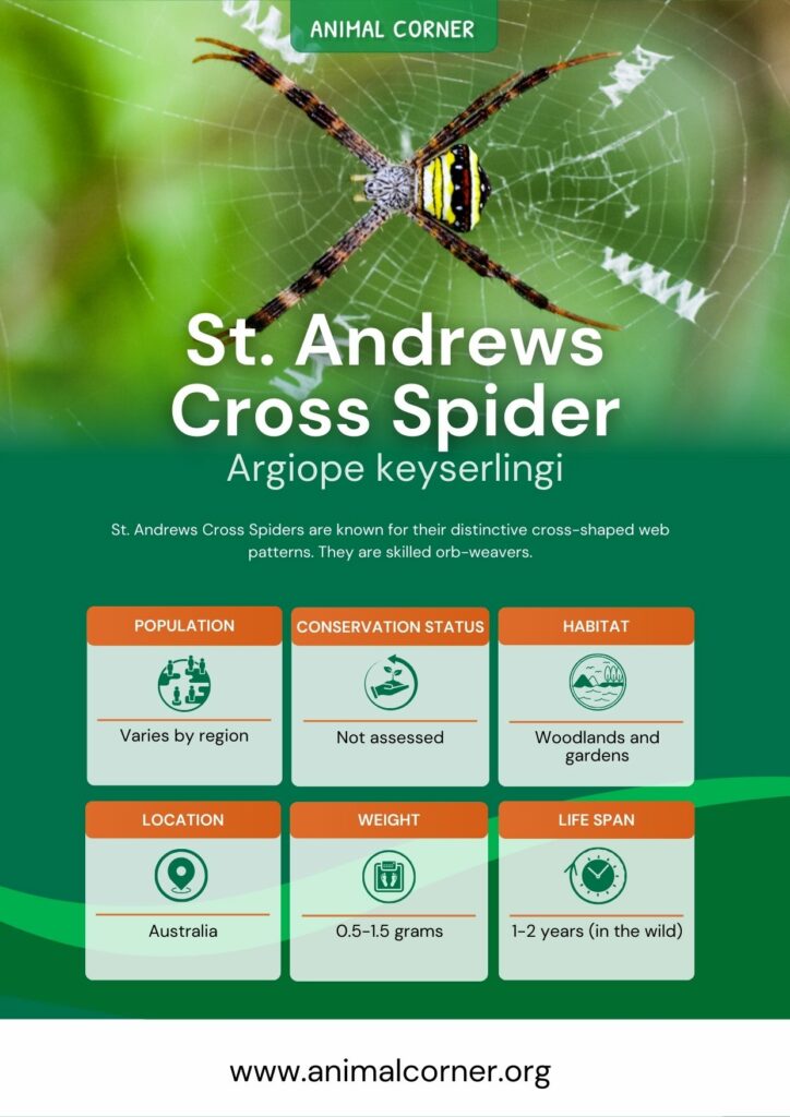 St Andrew's Cross Spider - ClimateWatch Australia- Citizen Science App