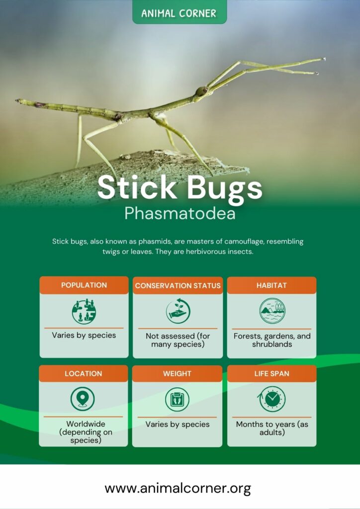 stick-bugs-2