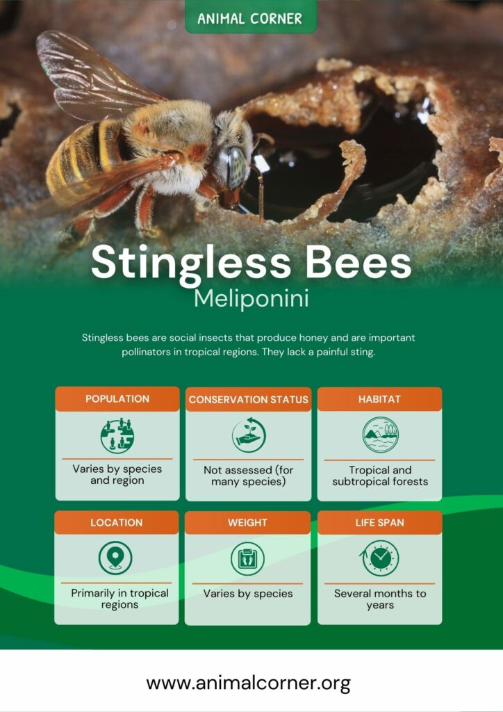 stingless-bees-3