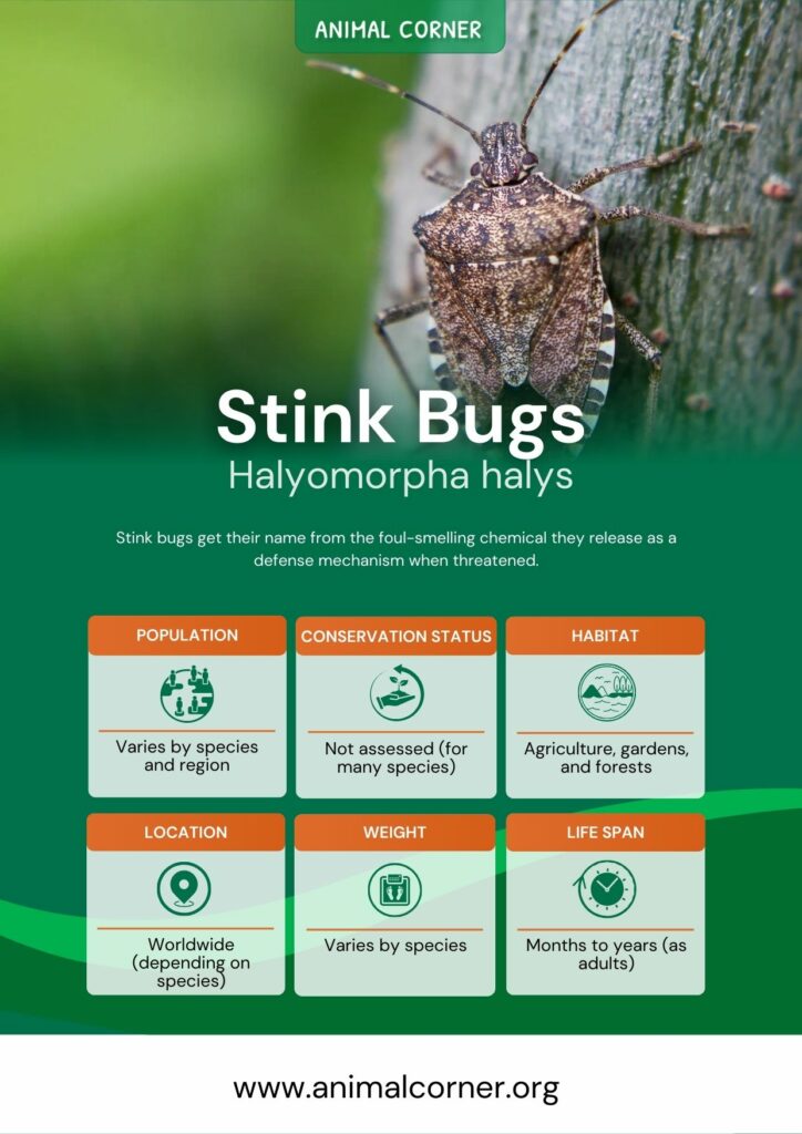 stink-bugs-2