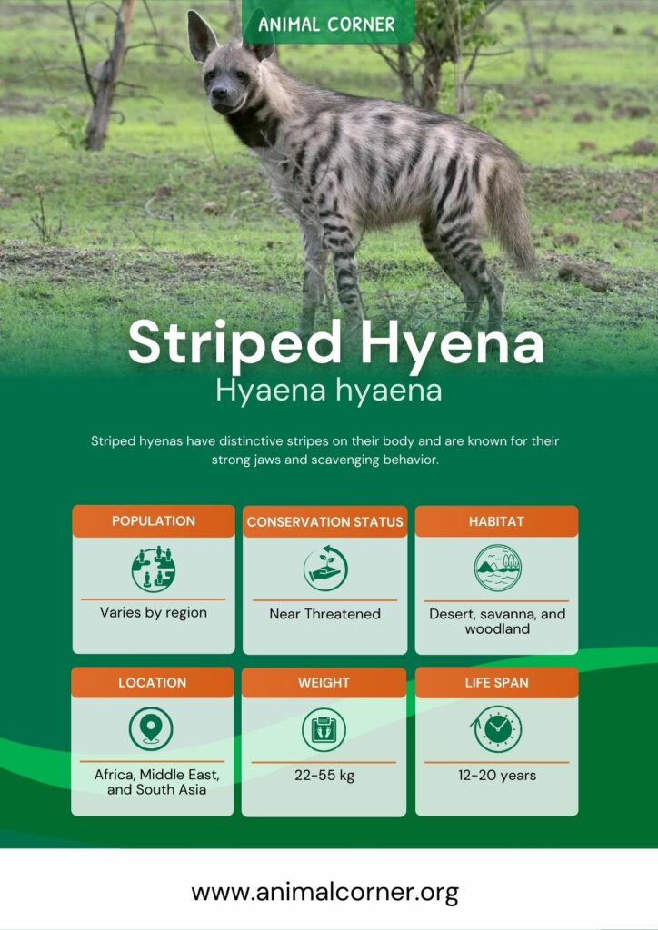 striped-hyena-3