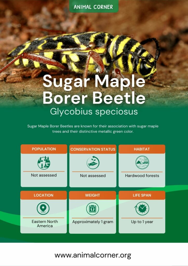 sugar-maple-borer-beetle-3