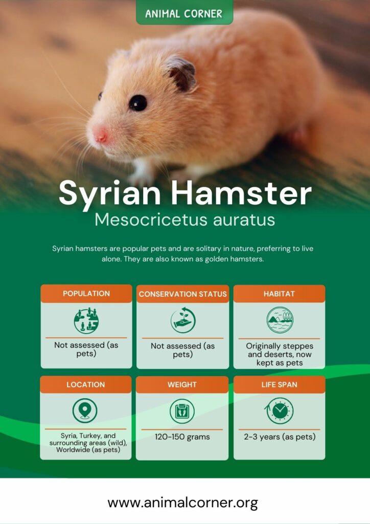 syrian-hamster-3