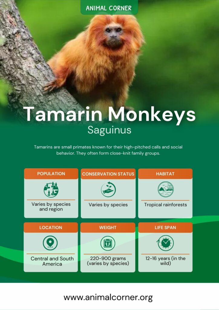 tamarin-monkeys-4