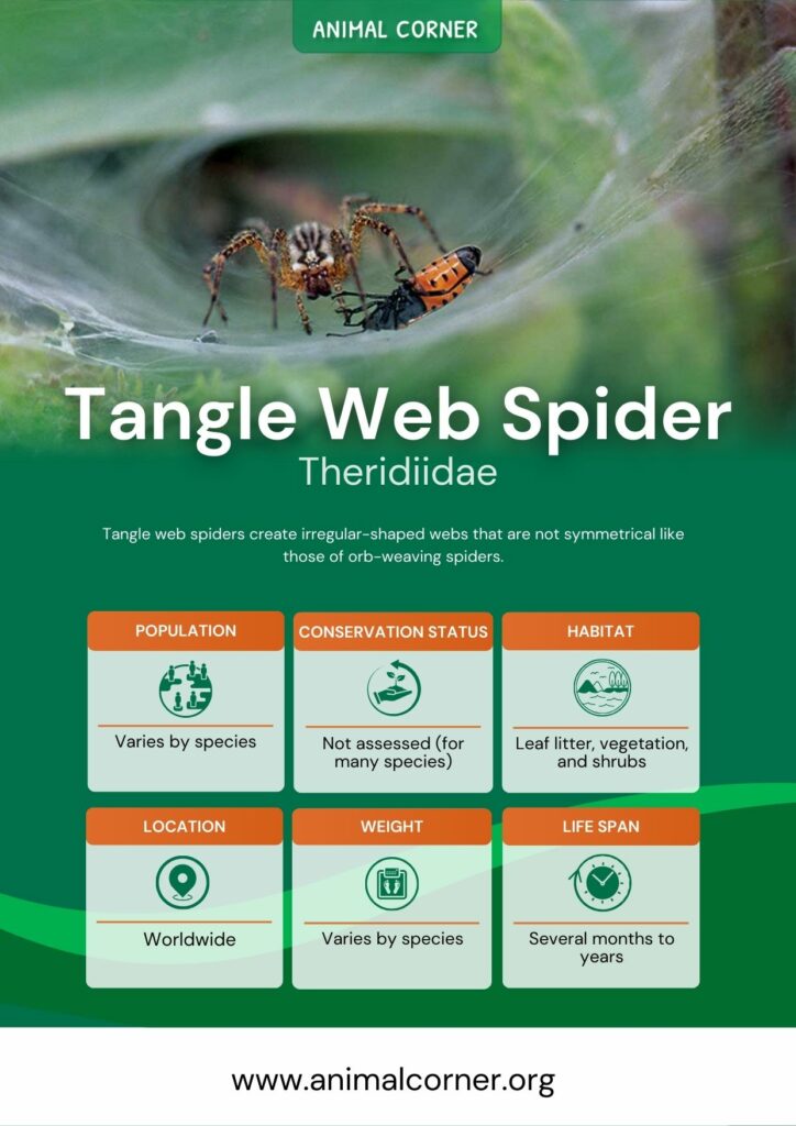 tangle-web-spider