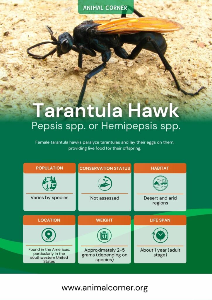 tarantula-hawk-3