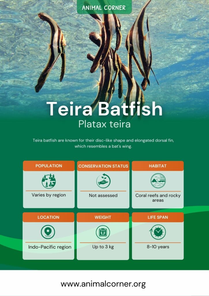 teira-batfish-3