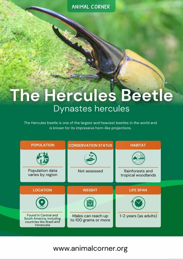 the-hercules-beetle