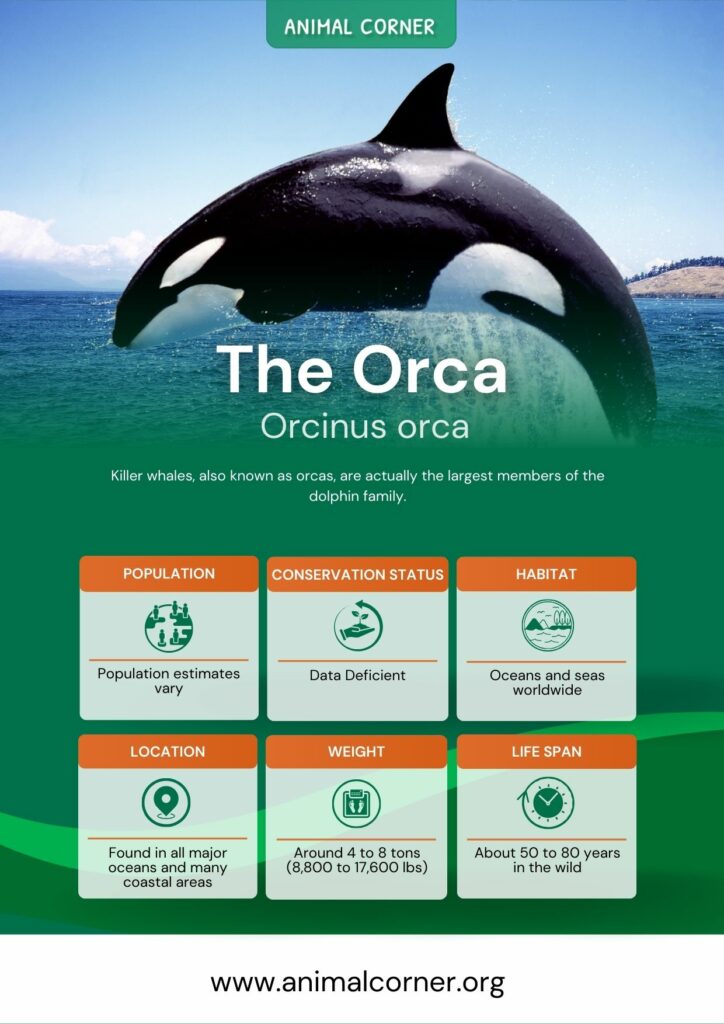 the-orca