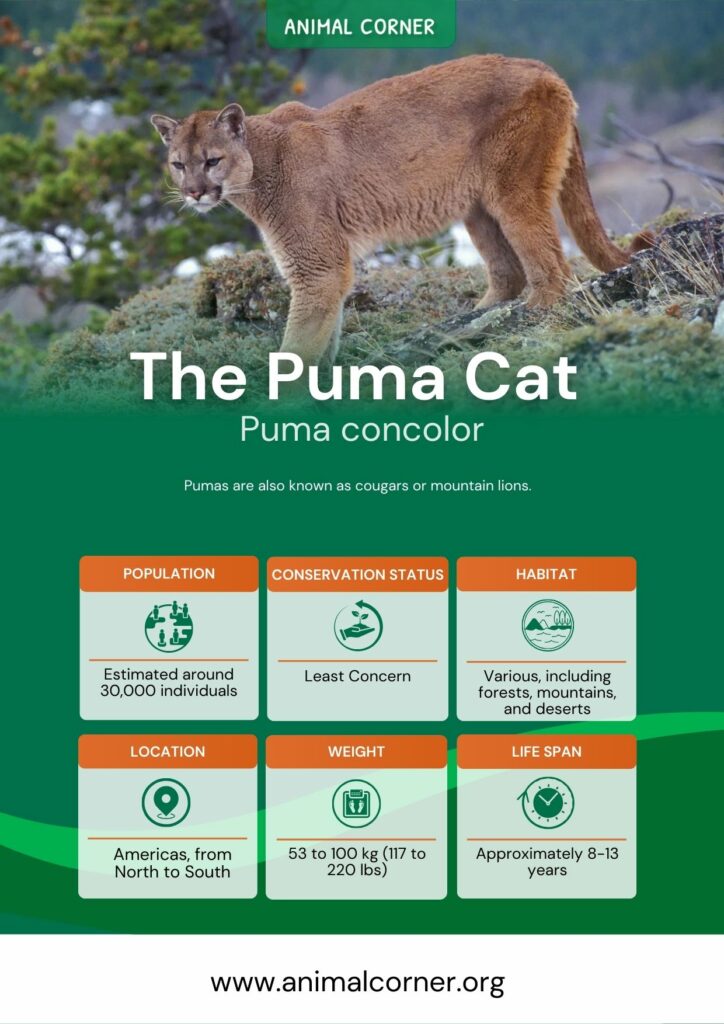 the-puma-cat