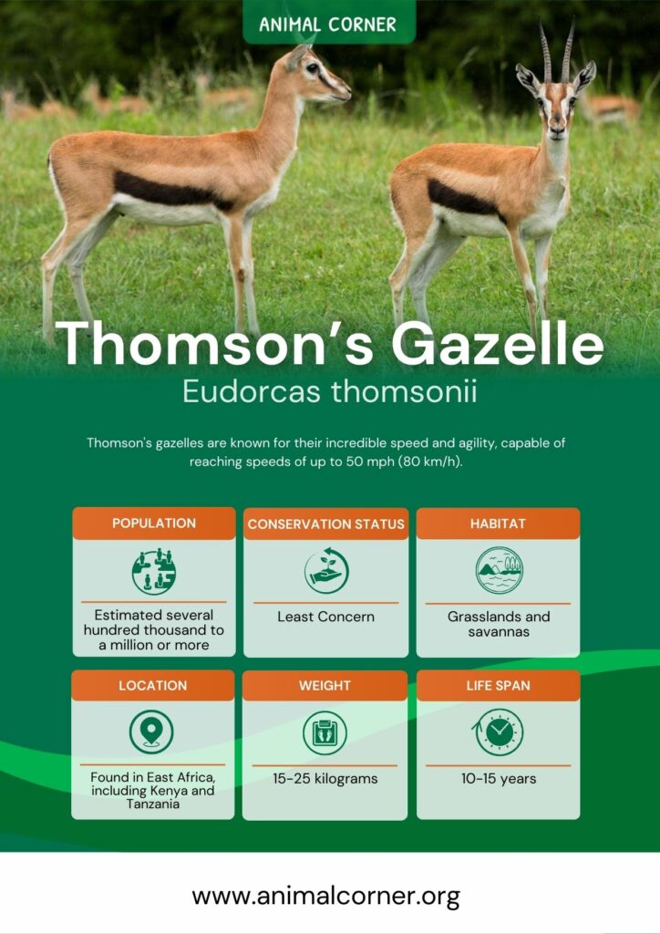 thomsons-gazelle-3