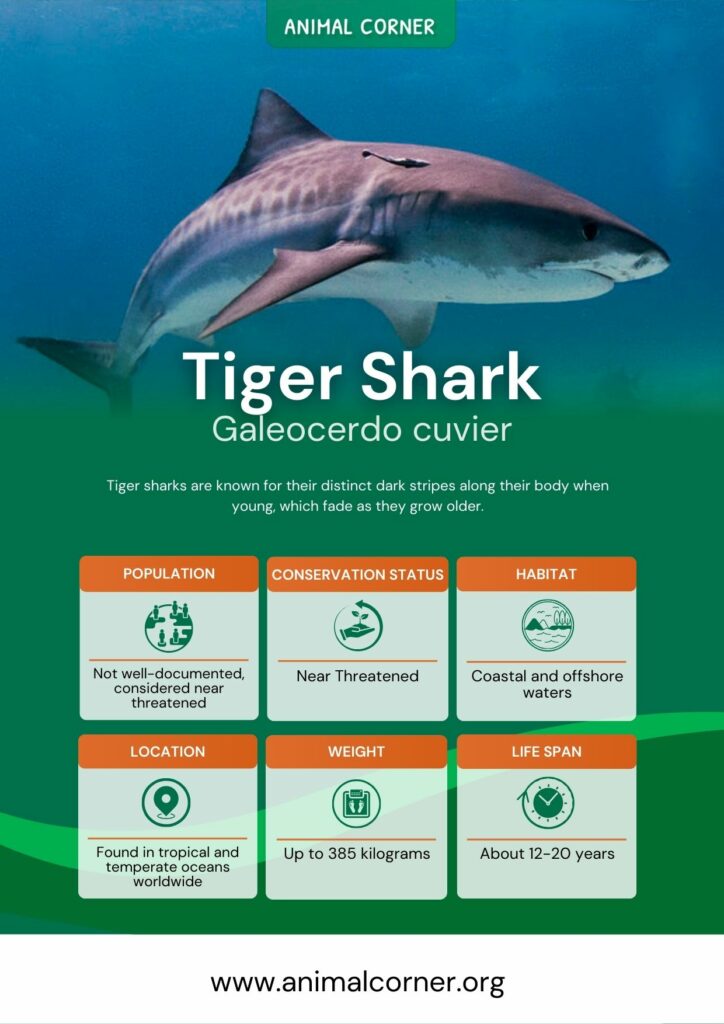 tiger-shark-3