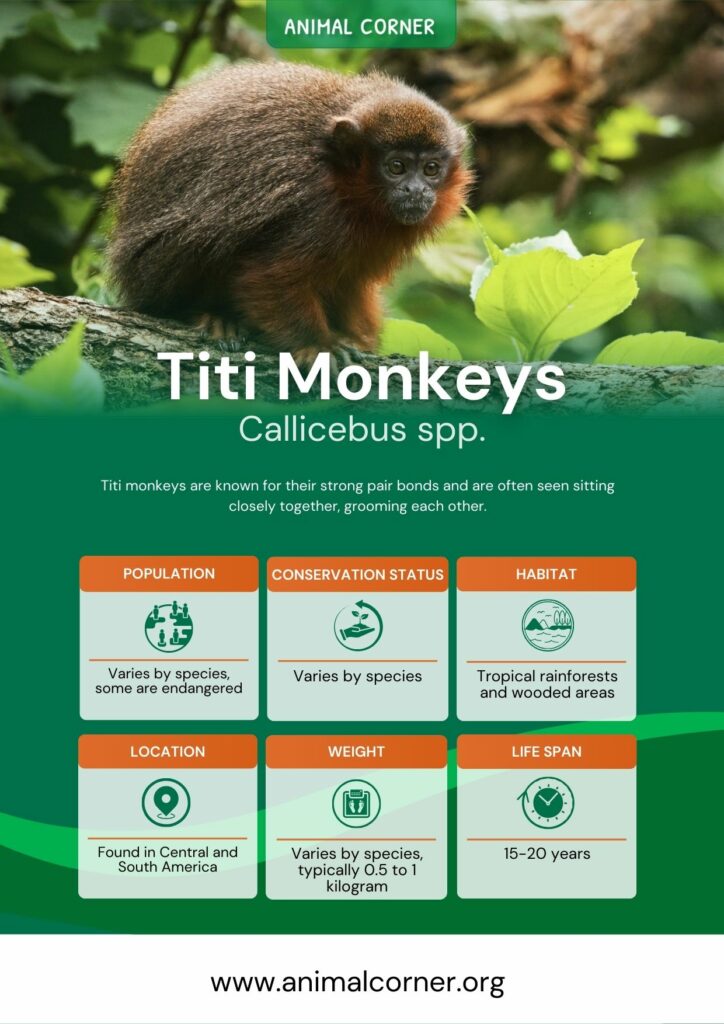 titi-monkeys-2