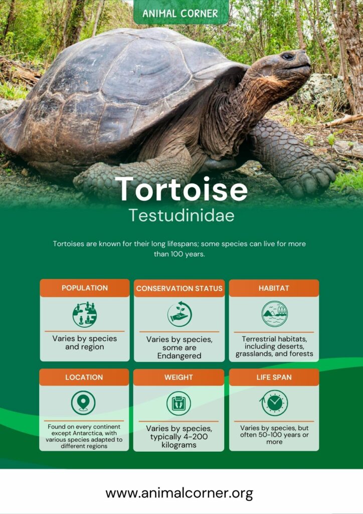 tortoise-3