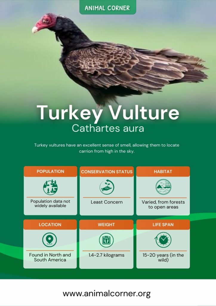 turkey-vulture-2