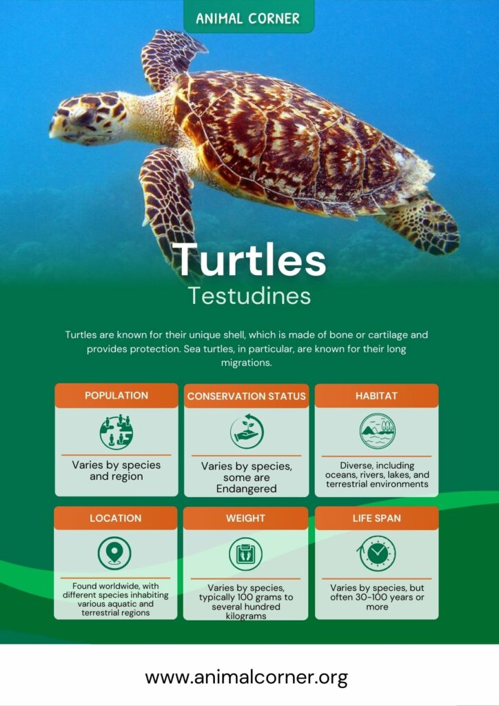 turtles-3