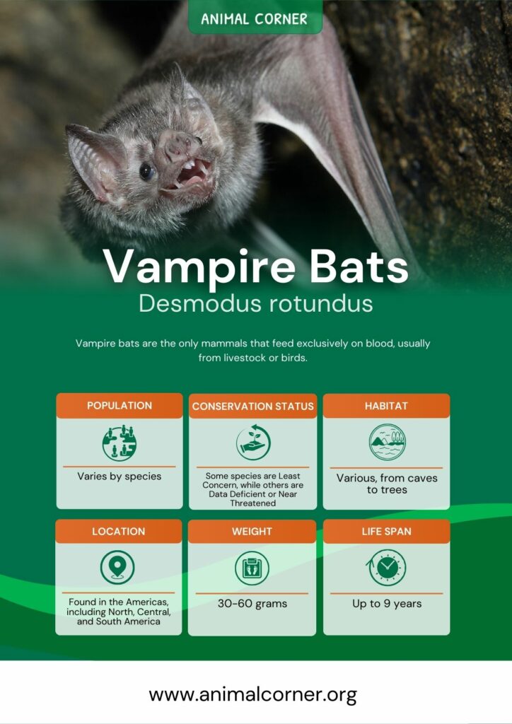 vampire-bats-3