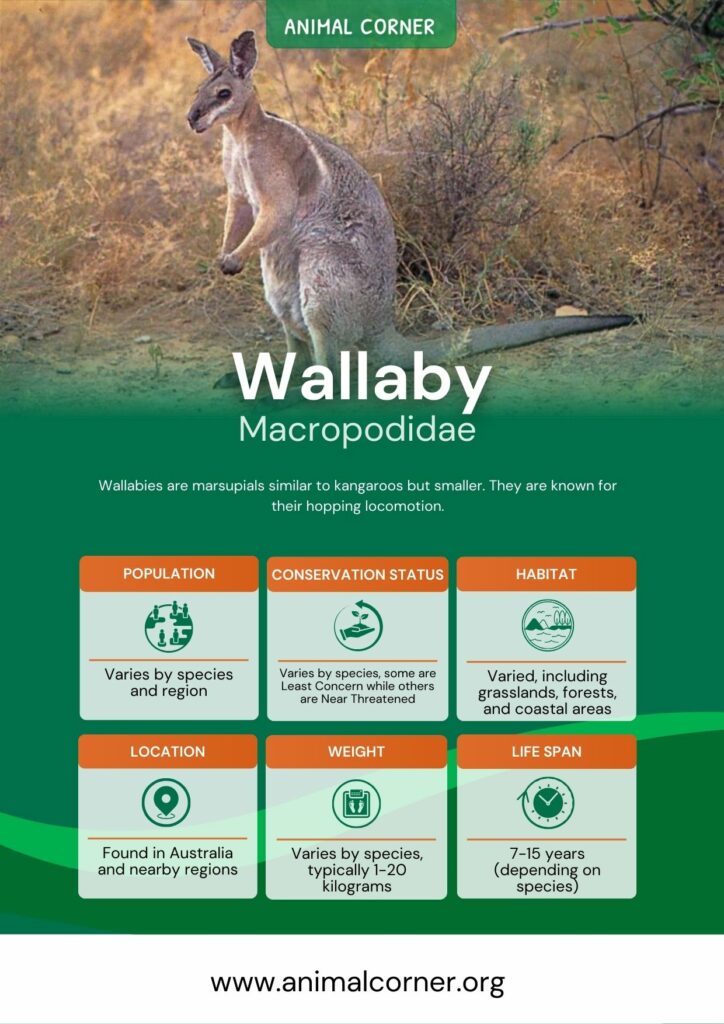 wallaby-3
