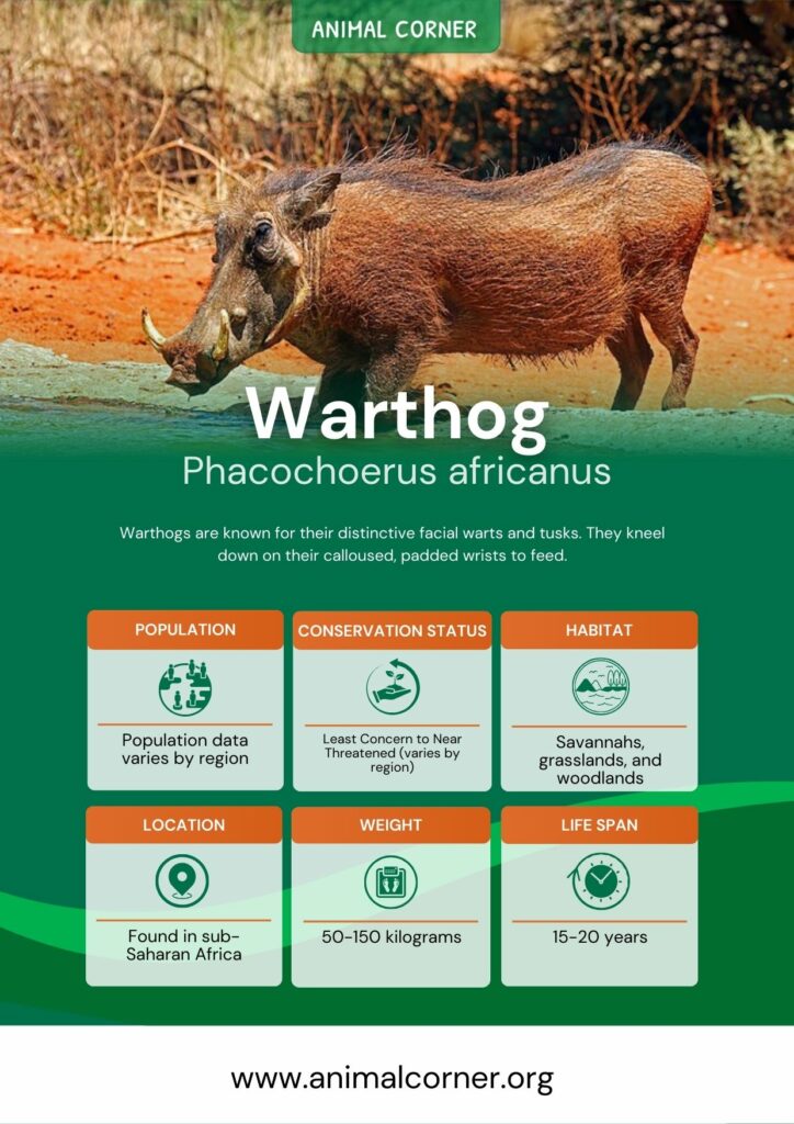 warthog-3