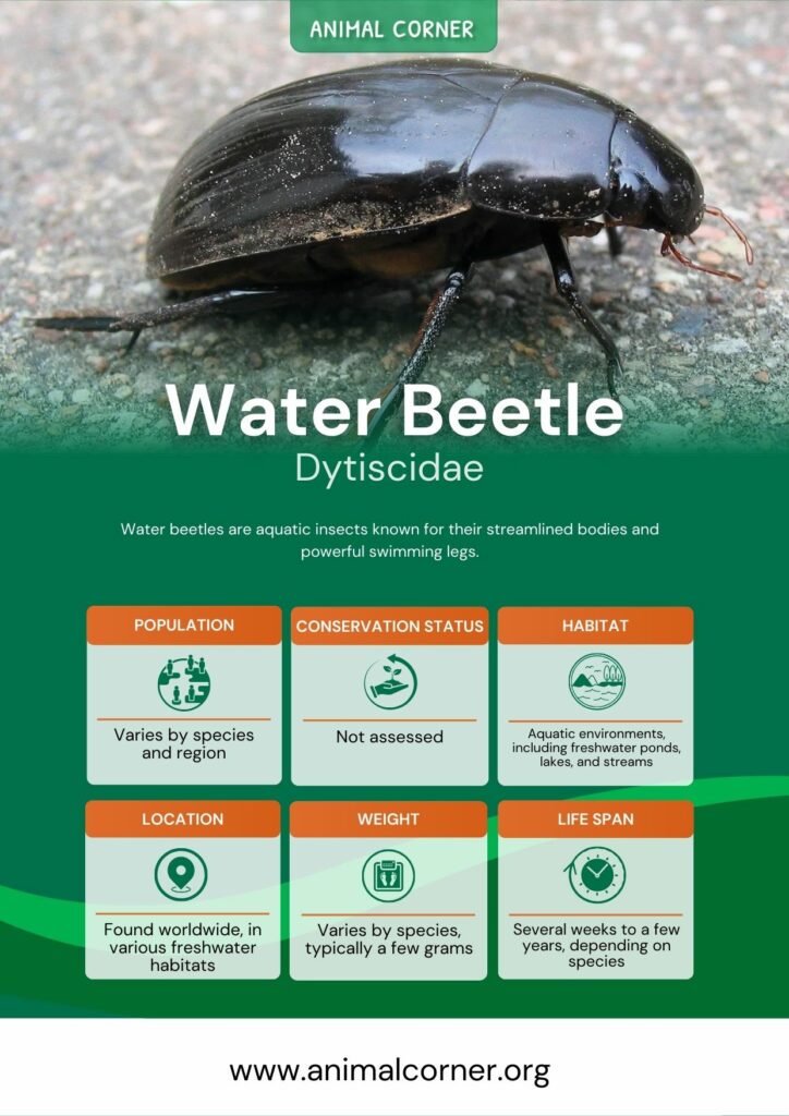 water-beetle-3