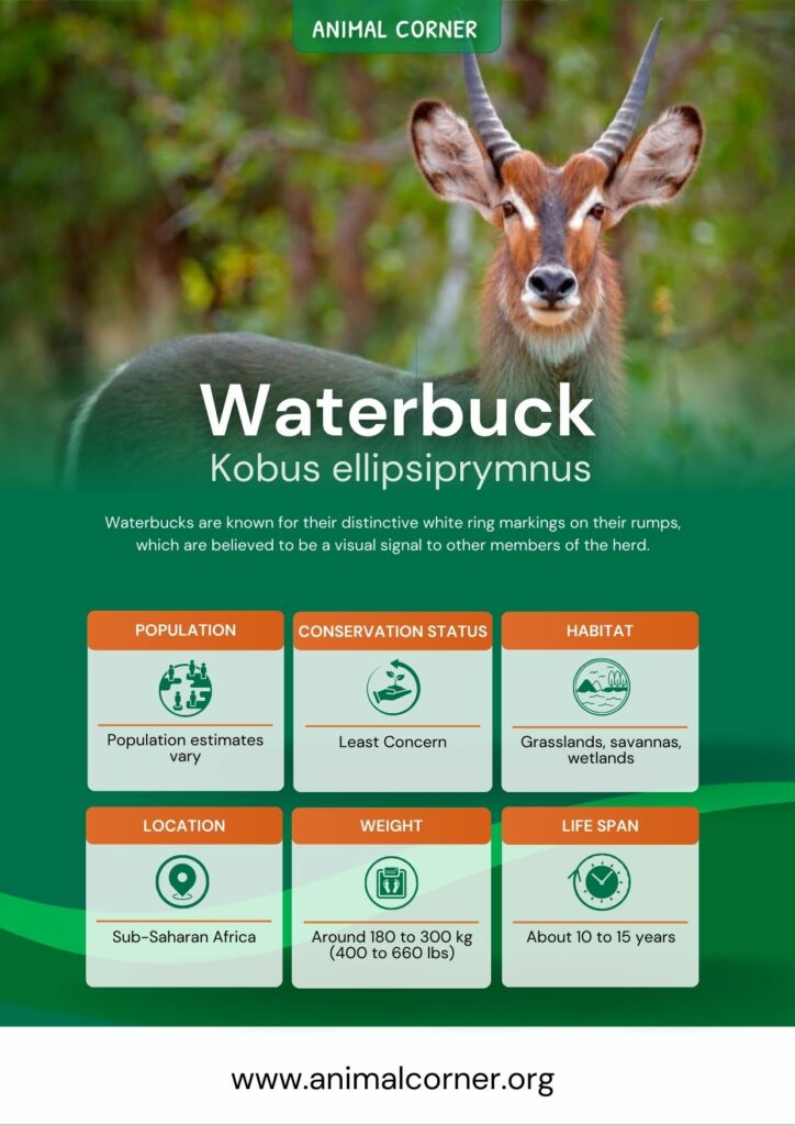 waterbuck-3