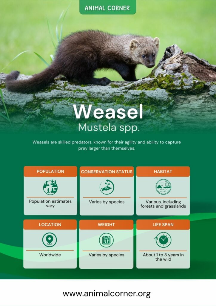 weasel-3