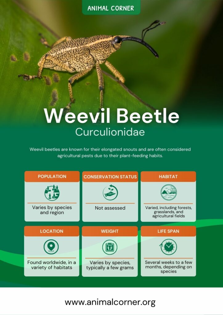 weevil-beetle-3