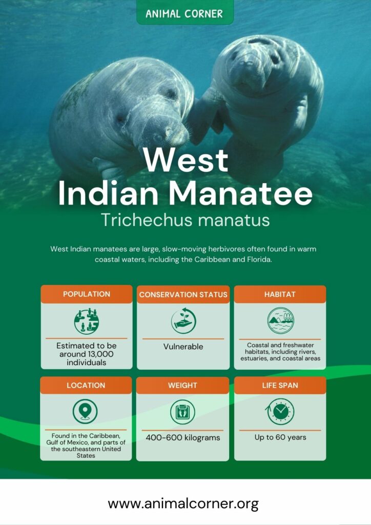 west-indian-manatee-3