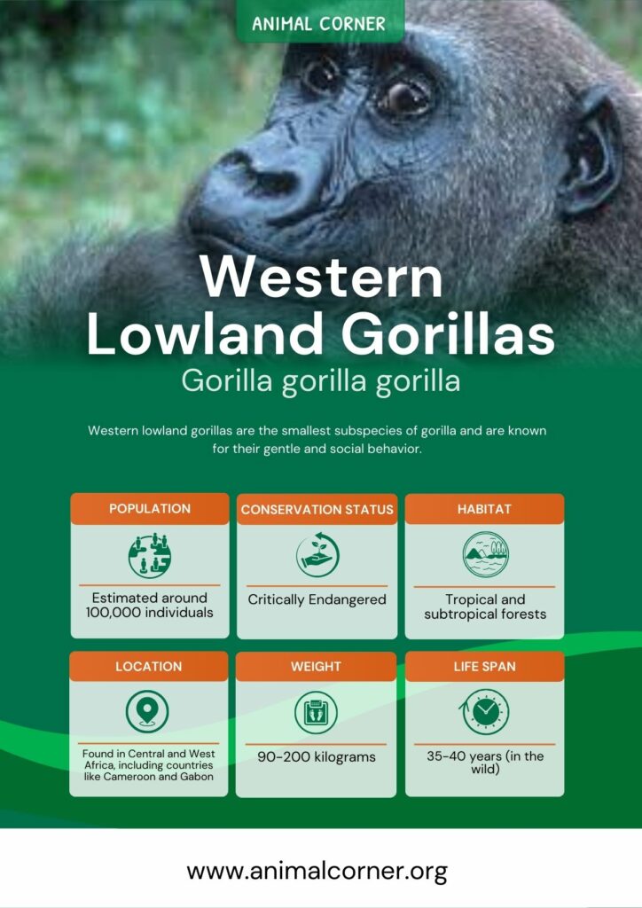 western-lowland-gorillas-2