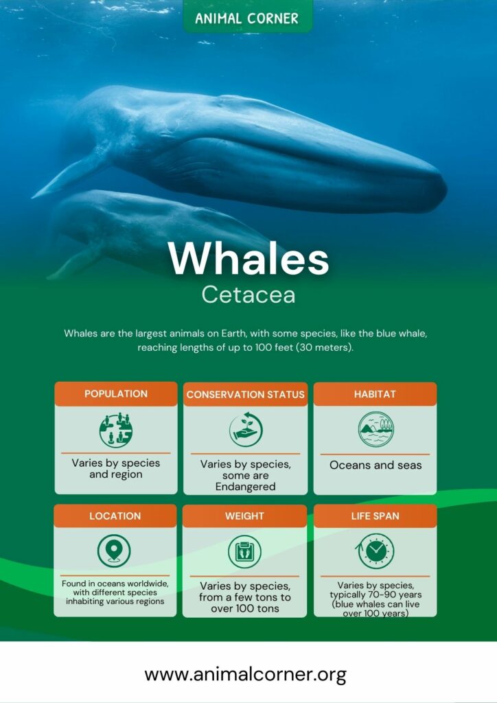 whales-2