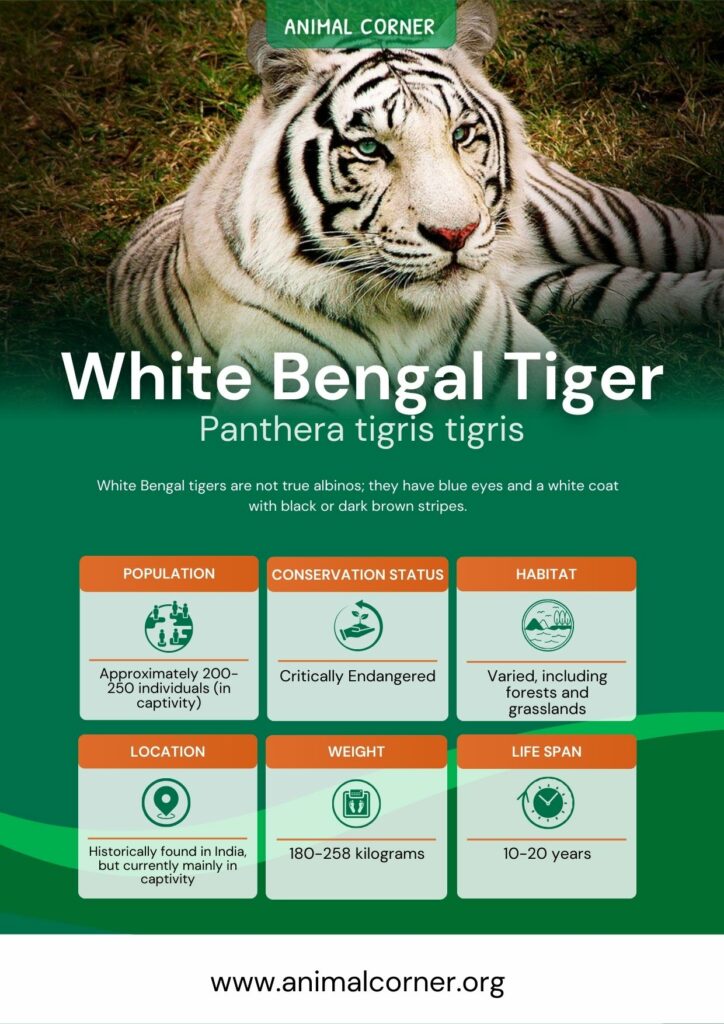 White Tigers: The not so colourful truth