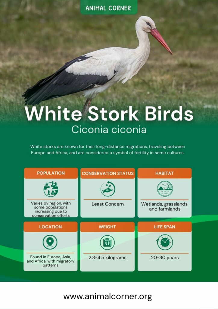 white-stork-birds-2