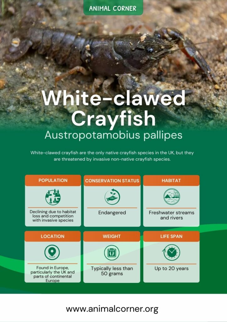 white-clawed-crayfish-3