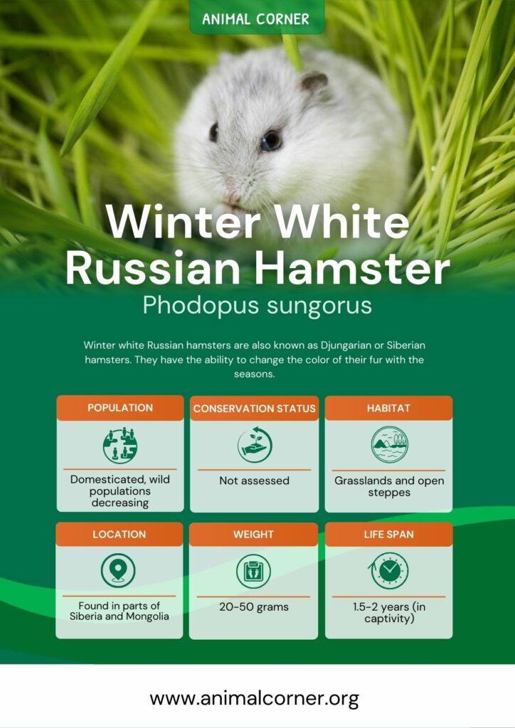 winter-white-russian-hamster-3