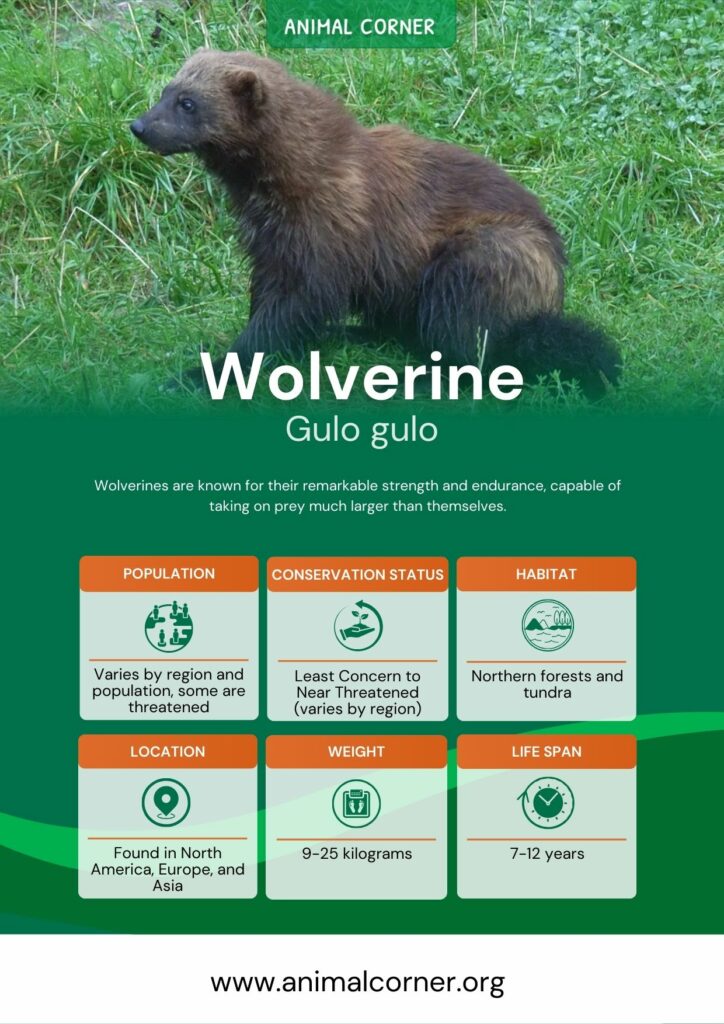 wolverine-3