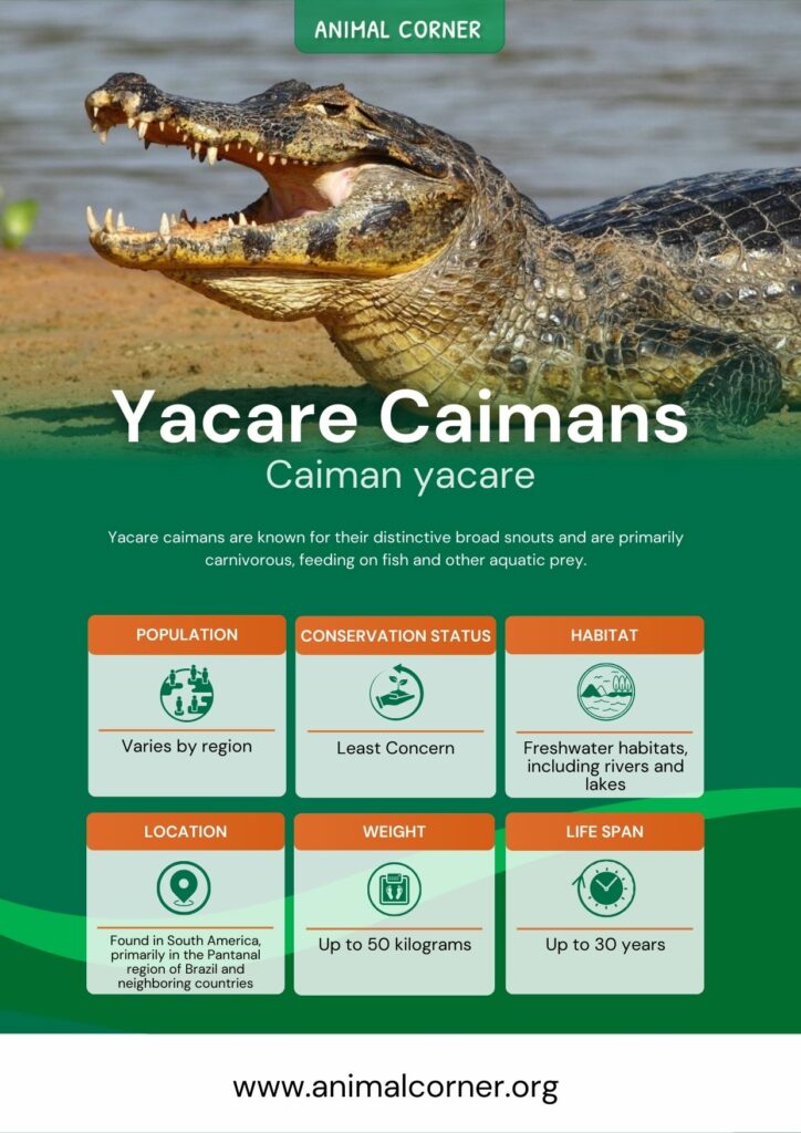 yacare-caimans-2
