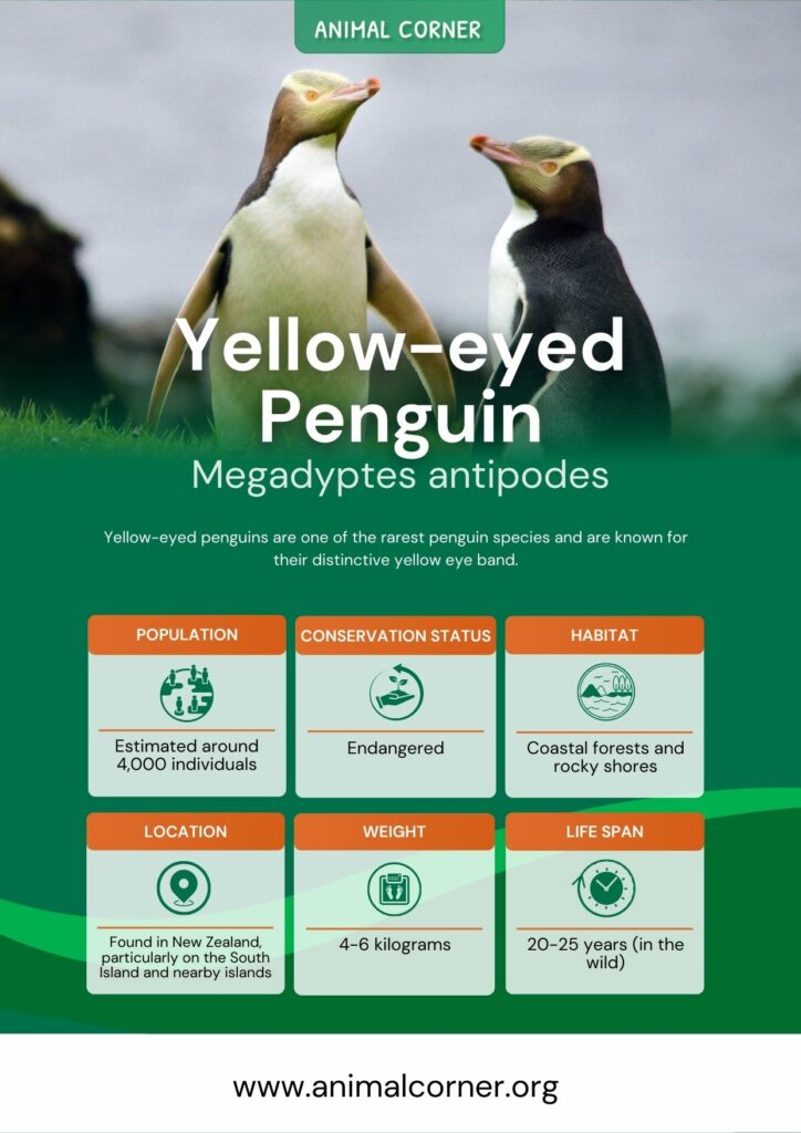 yellow-eyed-penguin-3