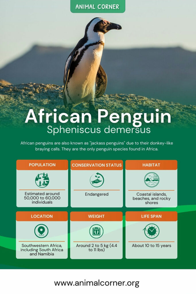 african-penguin-7687198