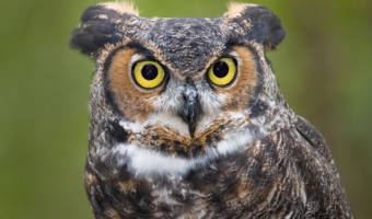 great-horned-owl-2