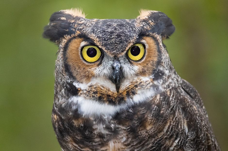 Great Horned Owl - A Symbol of Wisdom and Strength - Animal Corner