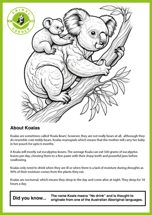 koala-color-and-learn-sheet-sml-img-1022506