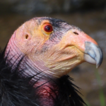 the-californian-condor