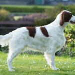 irish-red-and-white-setter-standing-in-countryside