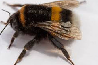 bumblebee-1122620
