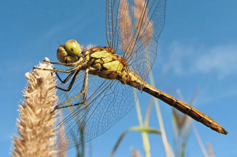 dragonflies-5703396