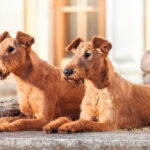 irish-terriers-laying-down