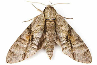 moth-3937735