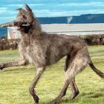 scottish-deerhound-2